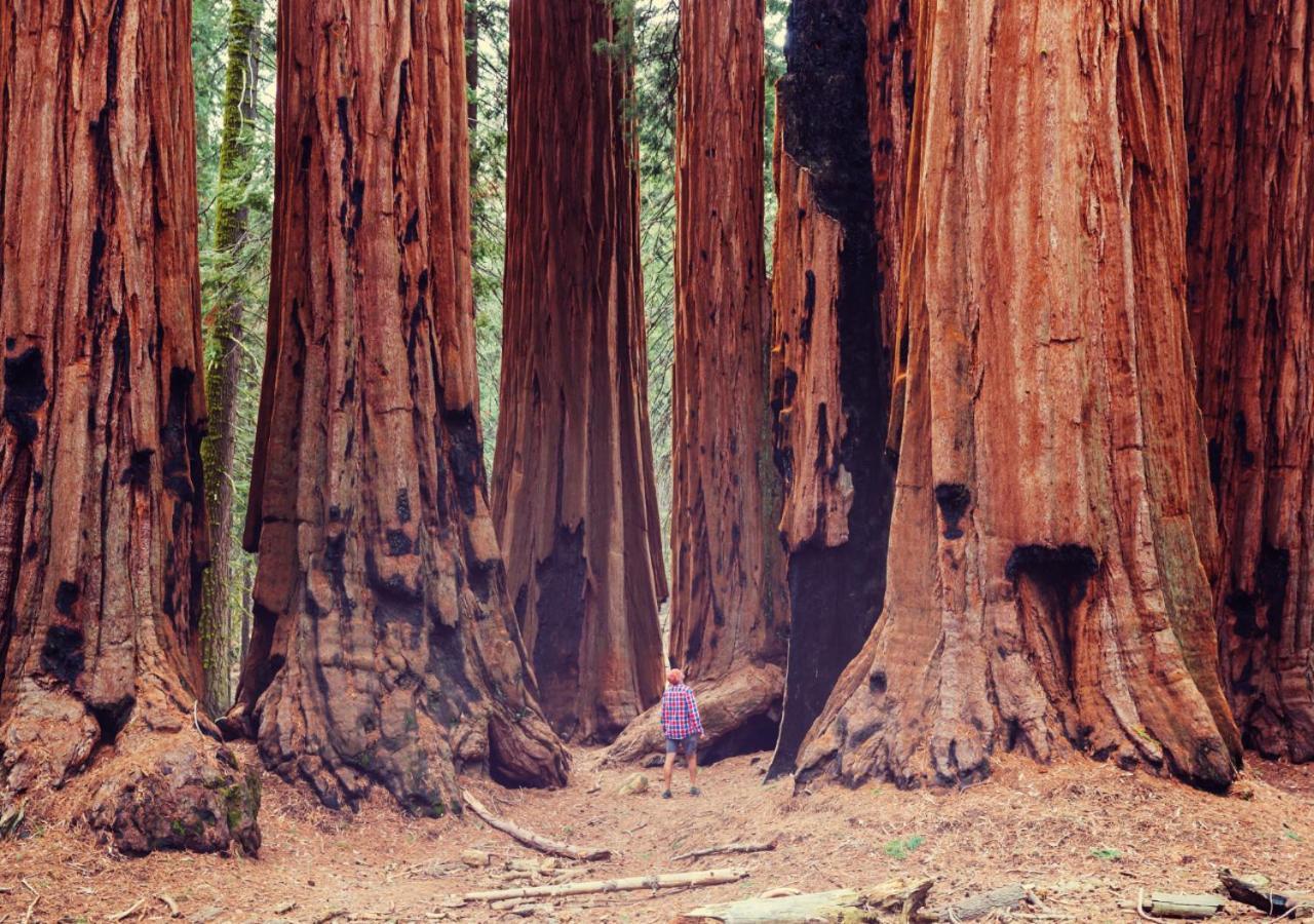 Appartement Cozy Minutes From The Sequoia National Park